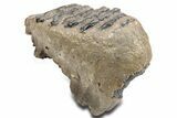 Southern Mammoth Partial Upper M Molar - Hungary #357050-1